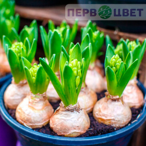 Луковичные растения