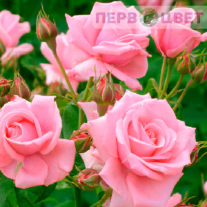 Садовые розы