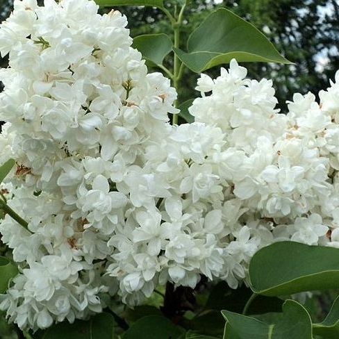 Сирень Моник Лемуан (120-150)