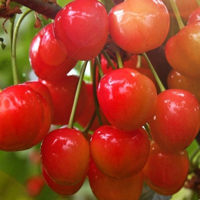 Черешня Брянская розовая (Логри) (С15) (СП)
