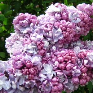 Сирень Жди меня (С3)