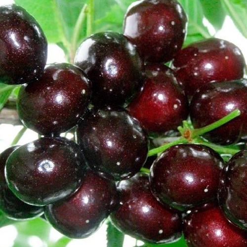 Черешня Подарок Степанова (Логри) (С25) (СП)