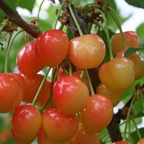Черешня Брянская розовая (С15) (СП) 3года