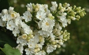 Сирень Рочестер (С3) (СП)