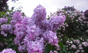 Сирень Гортензия (С3) (СП)