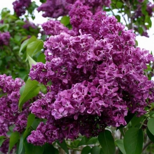 Сирень Шарль Жоли (С5) (СП)