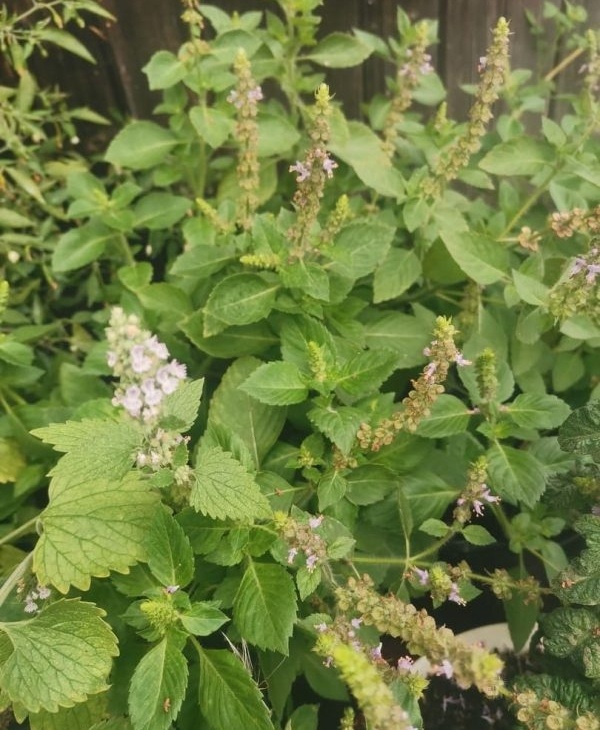 dbd9c930264a7e4dcde524d416283b48