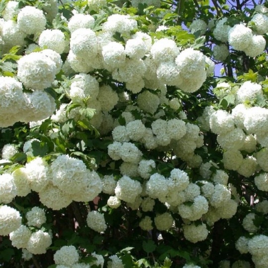 Калина Бульденеж (140-160)