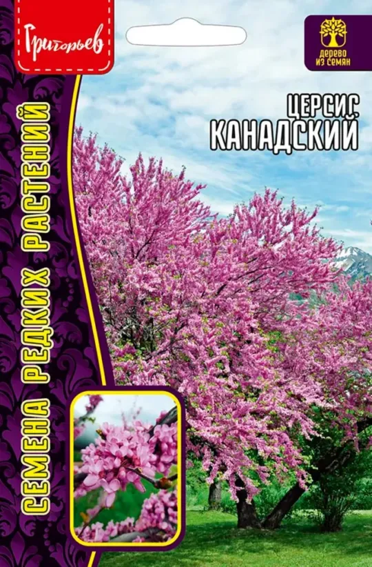 Семена Церсис (Редкие Семена) Канадский 7шт