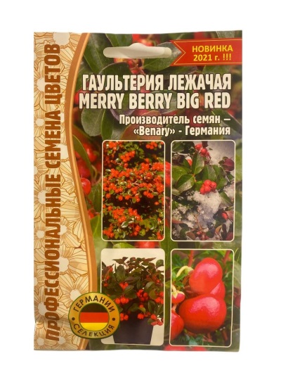 Семена Гаультерия (Редкие Семена) Зимний жемчуг красного барона 5шт