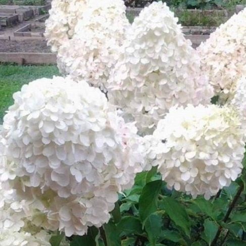 Гортензия Полярный Медведь (С95) (СП) метельчатая