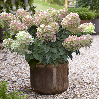 Hydrangea P17520