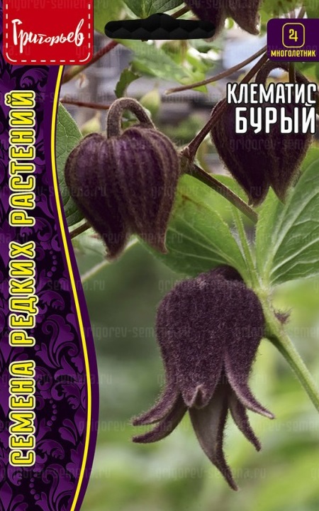 Семена Клематис (Редкие Семена) Бурый 5шт
