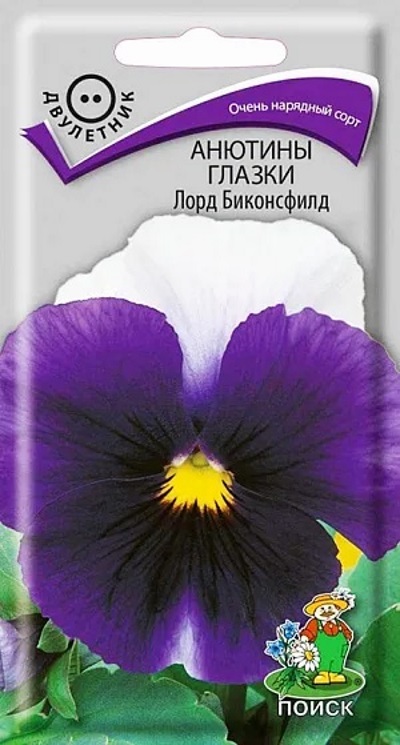 Семена Виола (Поиск)  Лорд Биконсфилд