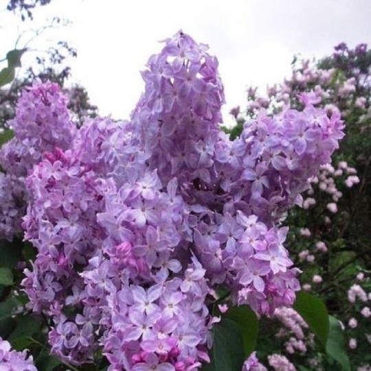 Сирень Гортензия (С3) (СП)