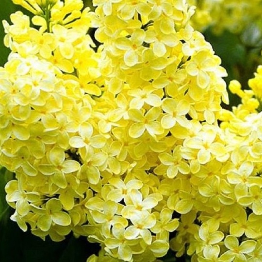 Сирень Примроуз (С3) (СП)