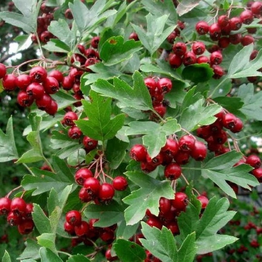 Боярышник Улей (250-300)