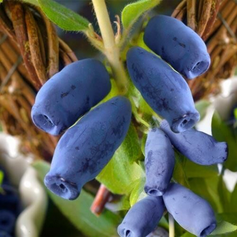 Жимолость Югана (С5)