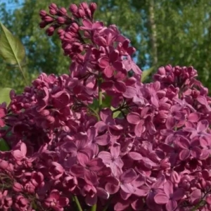 Сирень День Победы (С3)