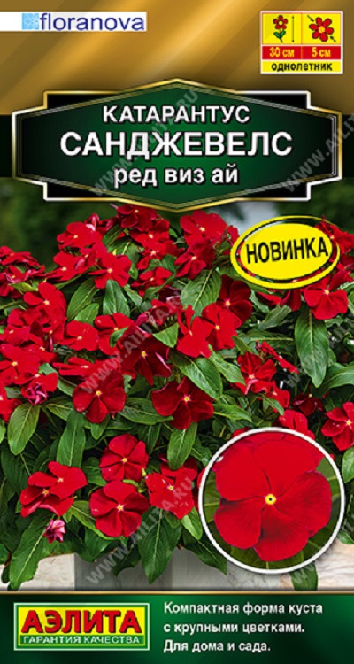 Семена Катарантус (Аэлита) Санджевелс ред виз