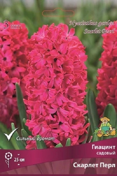 Гиацинт Скарлет Перл, 3 луковицы