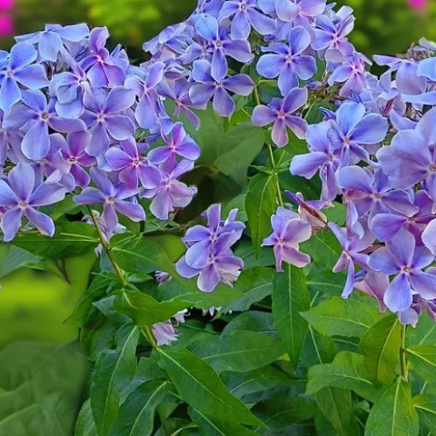 Флокс Ихтиандр (С1,6) (СП) метельчатый
