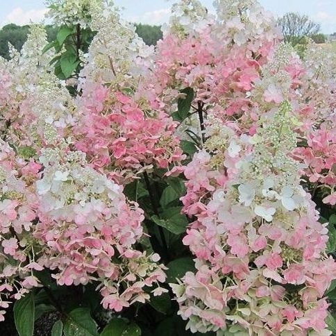 Гортензия Кэндлилайт (С15) метельчатая