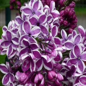 Сирень Сенсация (С3) (СП)