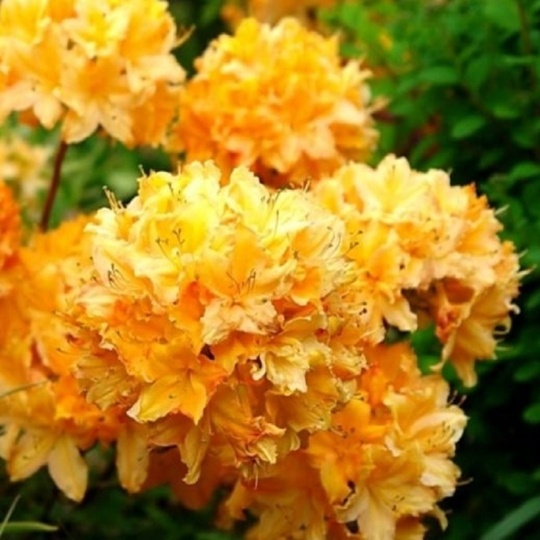 Азалия Голден Лайтс (С7,5)
