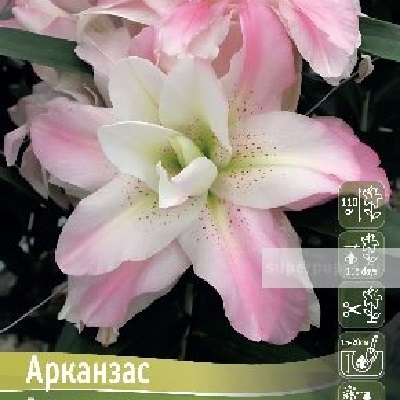 Лилия Арканзас, 3 луковицы (КЛ)