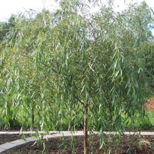 Ива Плакучий Гном (300-350)