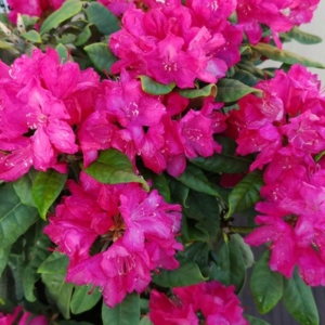 Рододендрон Хеллики (С2)