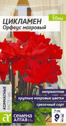 Семена Цикламен (Семена Алтая) Орфеус 3шт