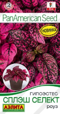 Гипоэстес (Аэлита) Сплэш селект Роуз