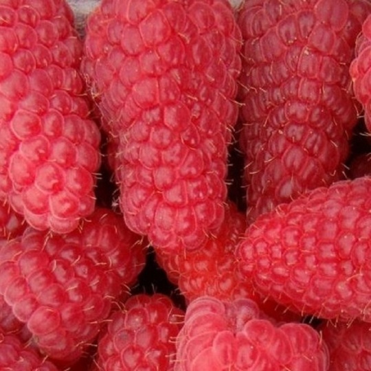 Малина Лячка (С30) (СП)
